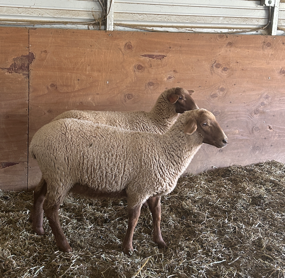 2 Papered Tunis Ewes