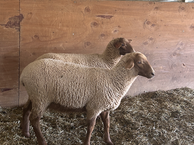 2 Papered Tunis Ewes