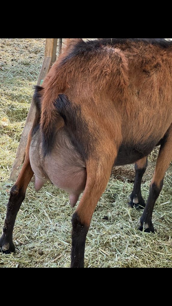 AGDA Registered Oberhasli Doe In Milk