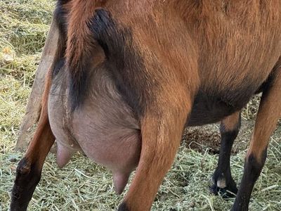 AGDA Registered Oberhasli Doe In Milk