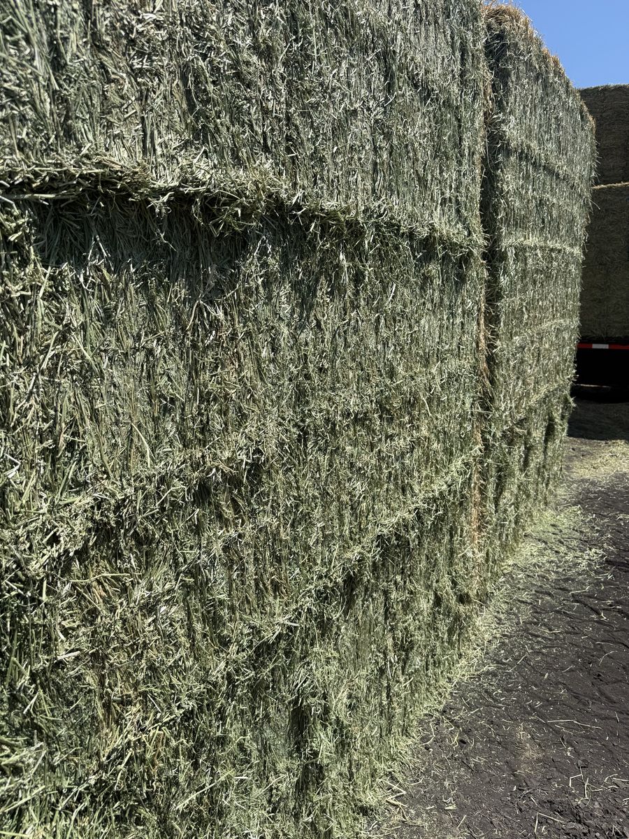 3x4 alfalfa