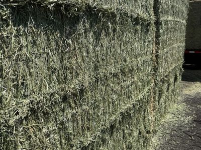 3x4 alfalfa