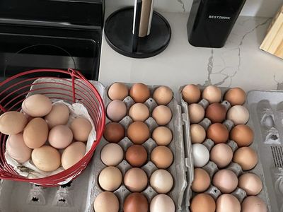 Fresh Organic Eggs