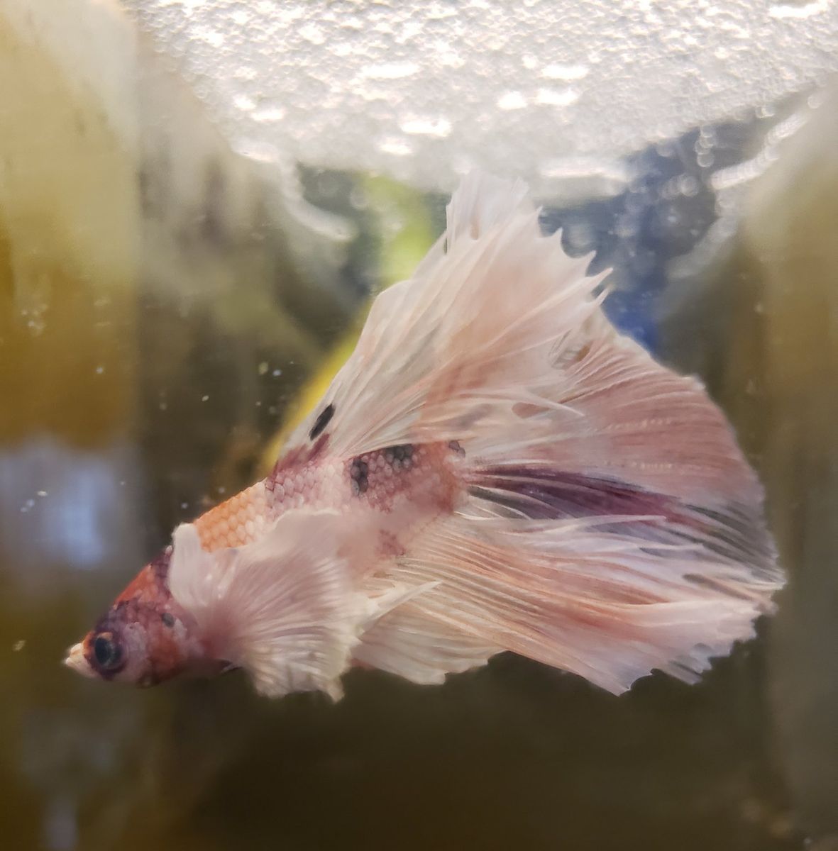 import halfmoon elephant ears Betta.
