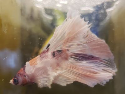 import halfmoon elephant ears Betta.