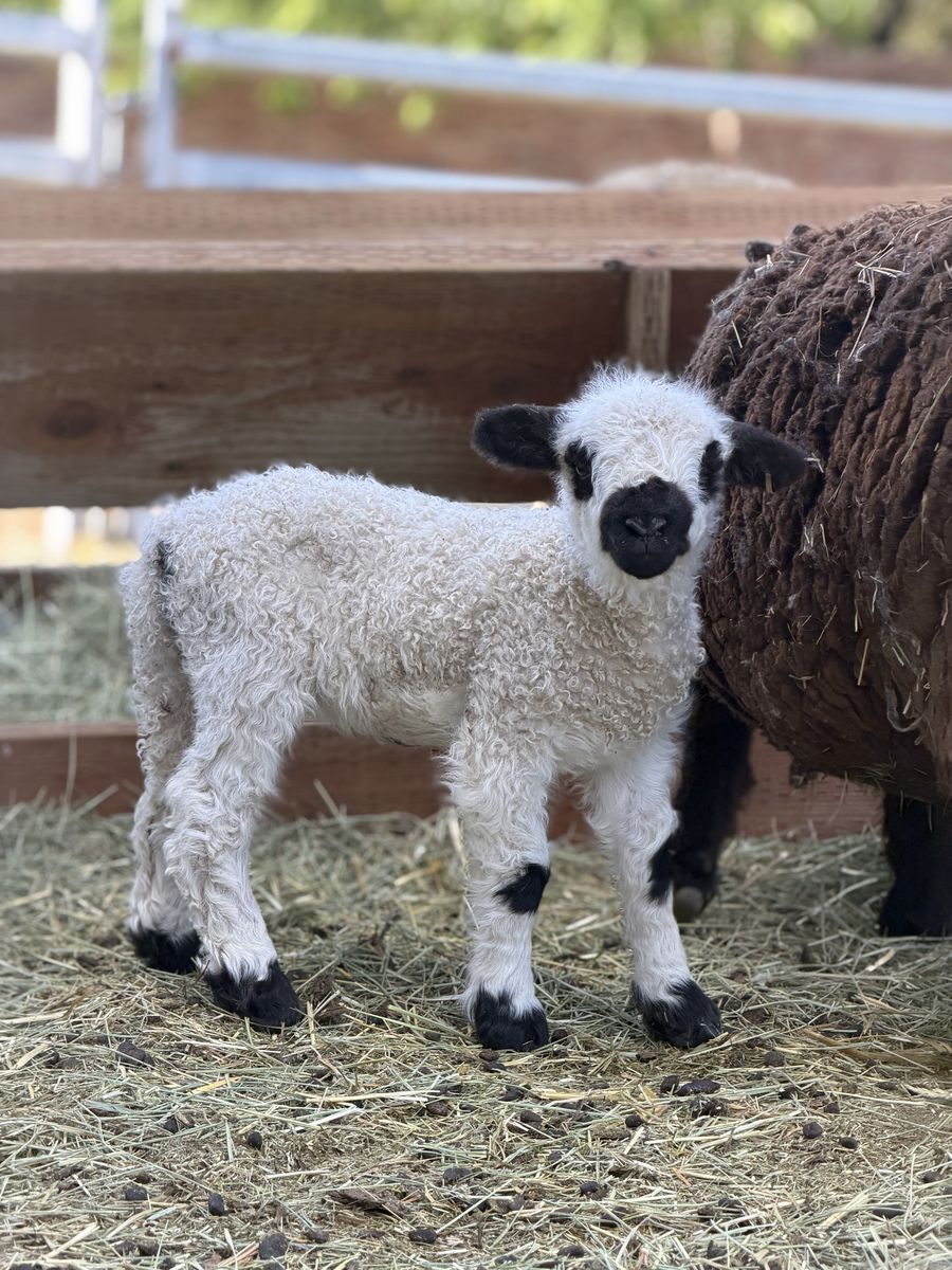 F1 Valais Blacknose Ewe and Purebred Babydoll mother.