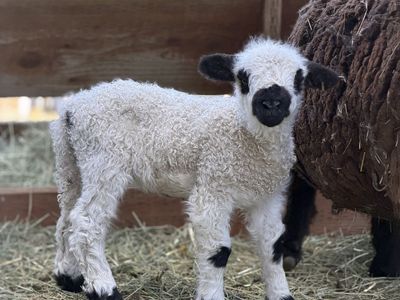 F1 Valais Blacknose Ewe and Purebred Babydoll mother.