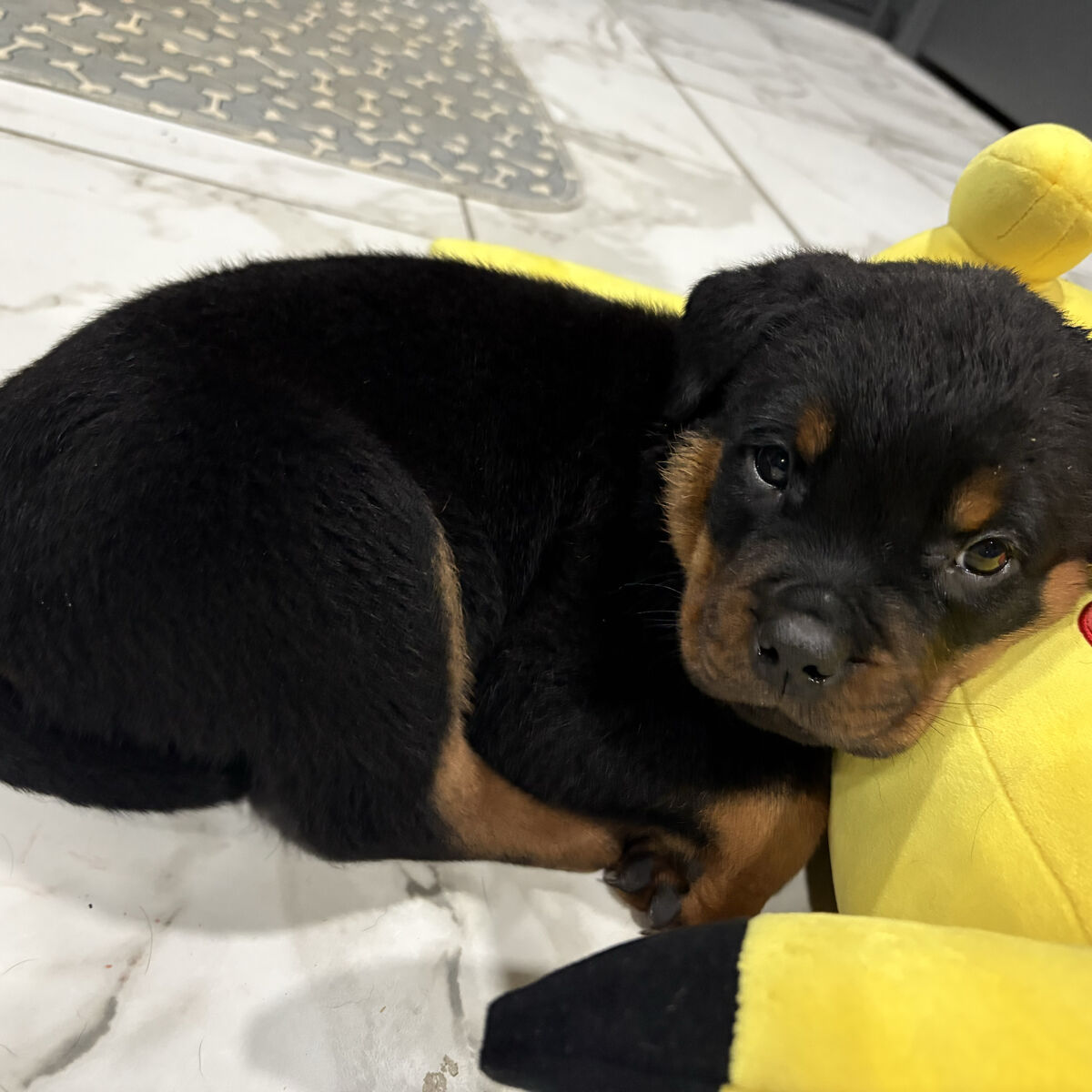Rottweiler Puppies!