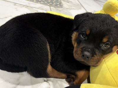 Rottweiler Puppies!