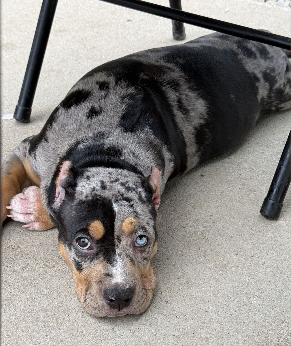 American XL Bully Puppies