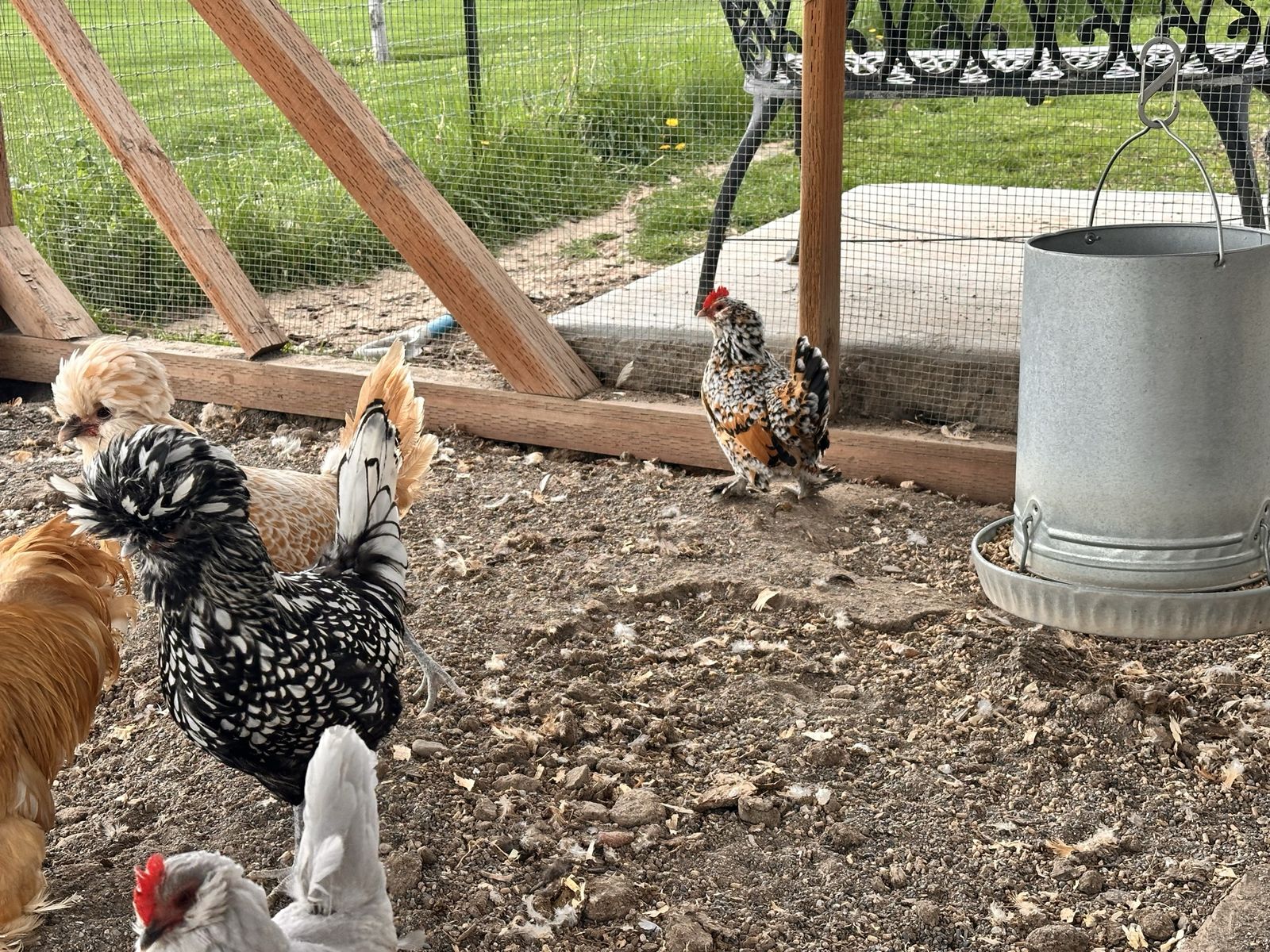 Chickens (hens)