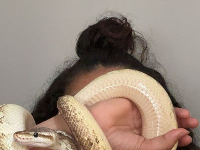 Snake
