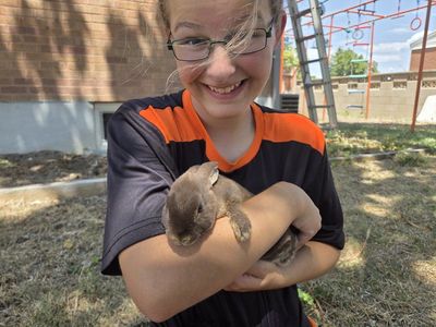 Mini rex rabbit kits