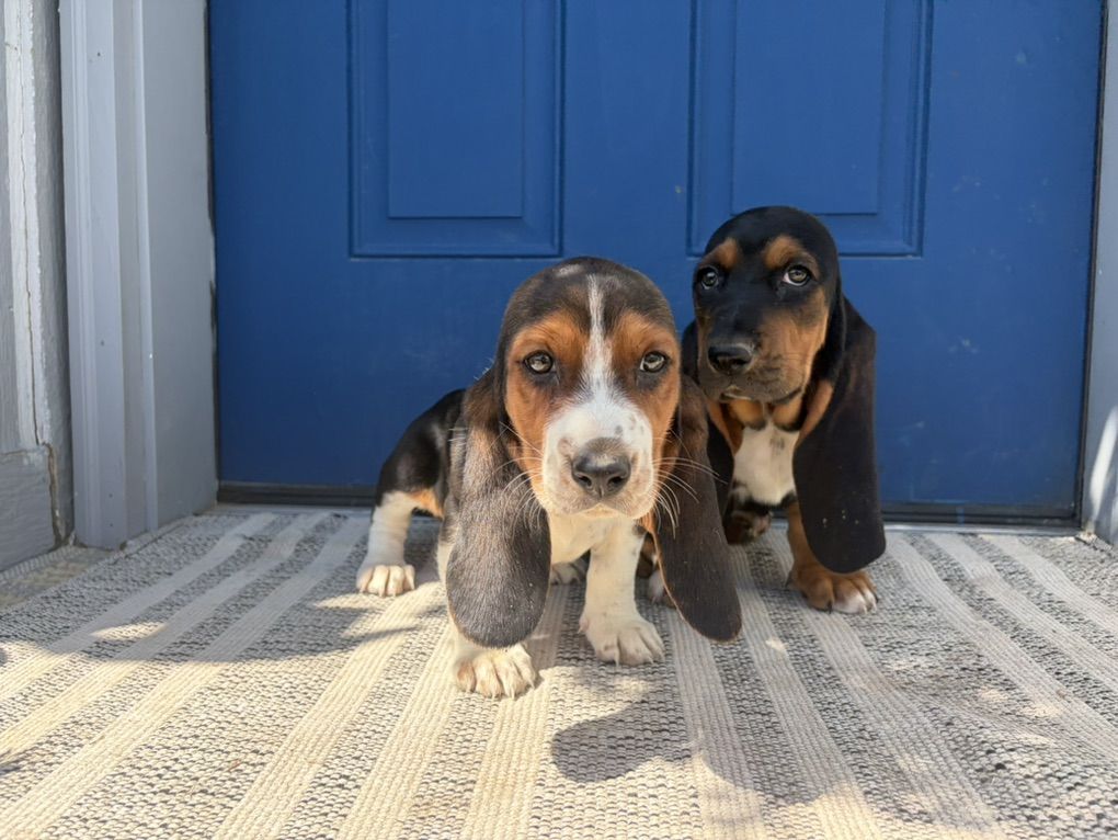 AKC Basset Hound Puppies
