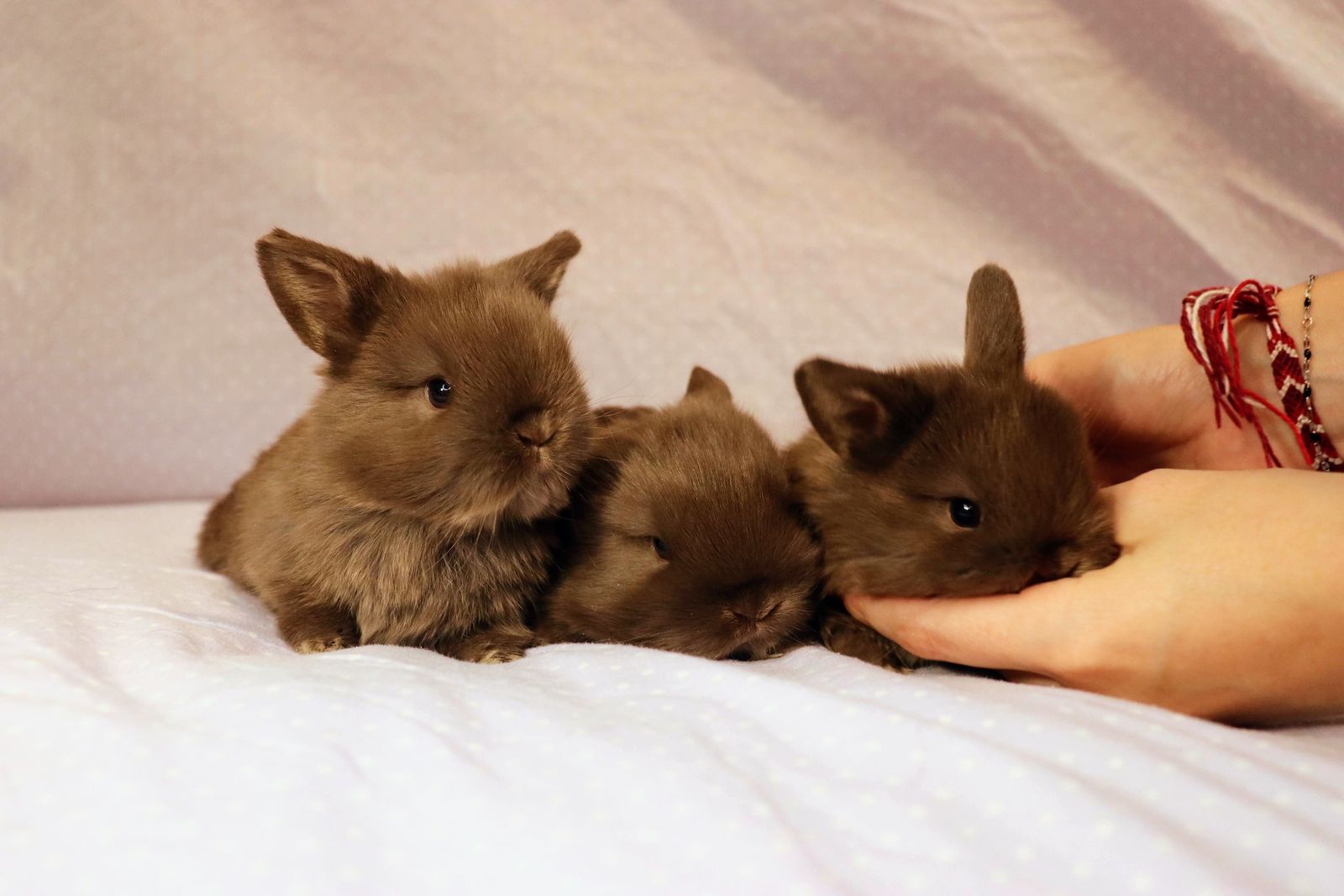 Chocolate Holland Lops for sale!
