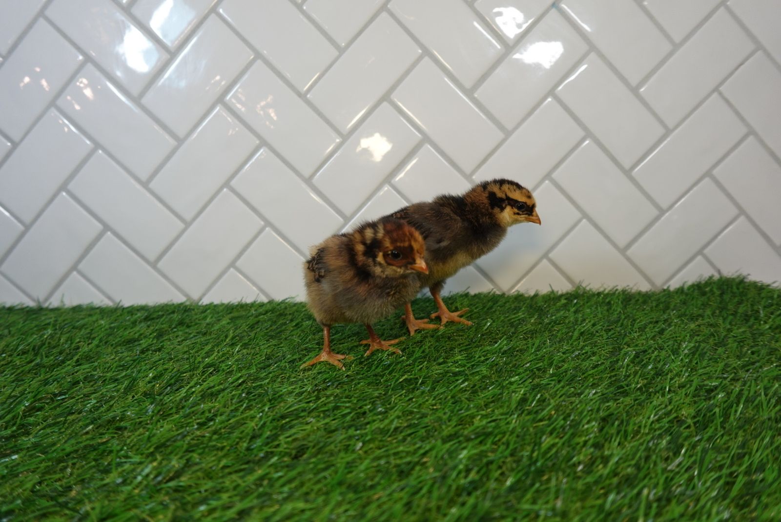 Blue laced red Wyandotte