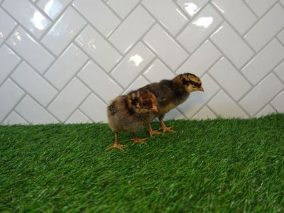 Blue laced red Wyandotte