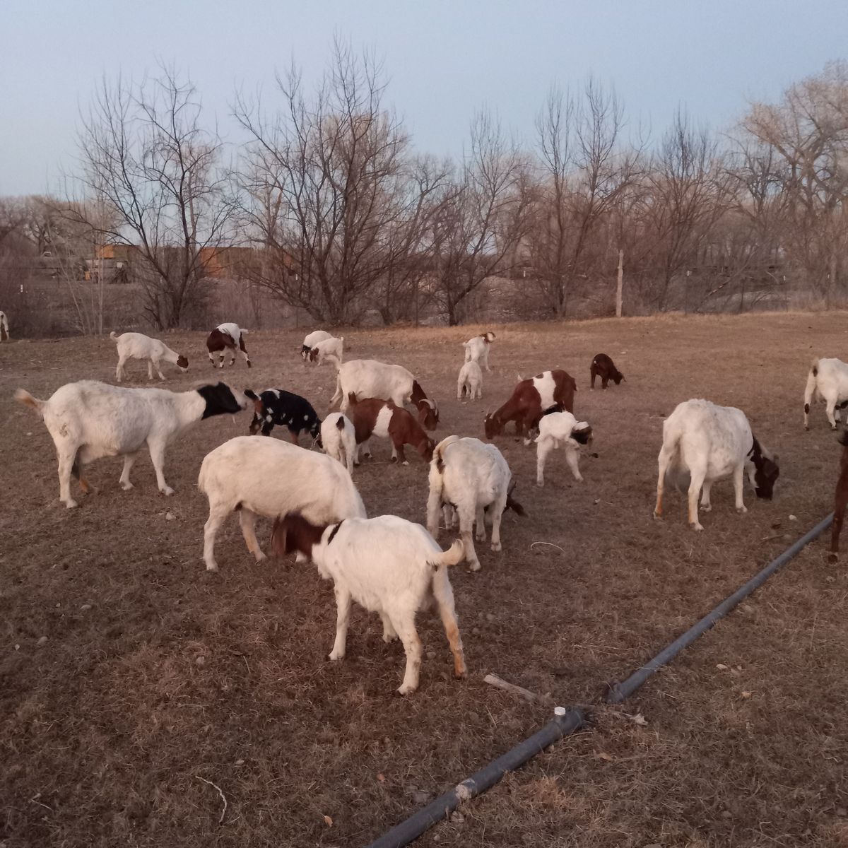 Nanny Boer Goats for Sale