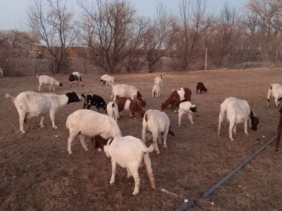 Nanny Boer Goats for Sale