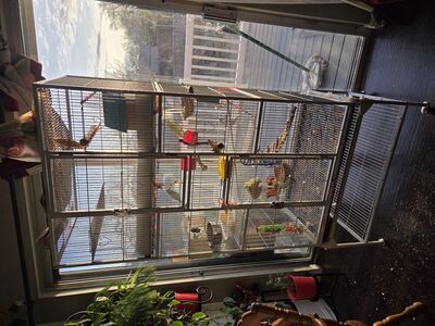 Parakeets with cage and accessories