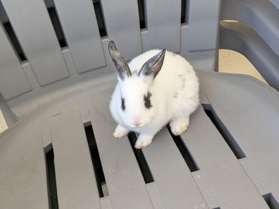 Baby bunnies