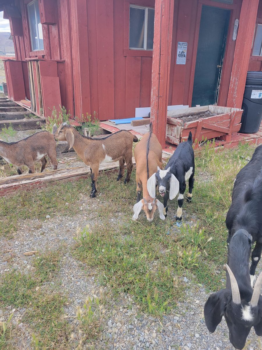 Nubian doe and bucks