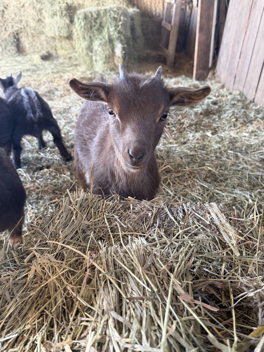 Adorable Nigerian Pygmy girl goats ready for a loving new home
