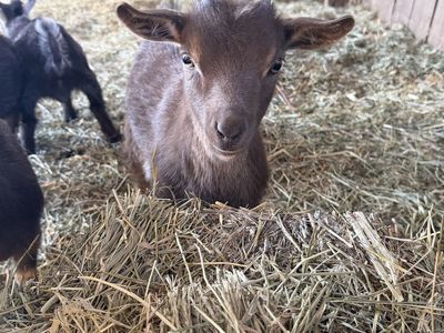 Adorable Nigerian Pygmy girl goats ready for a loving new home