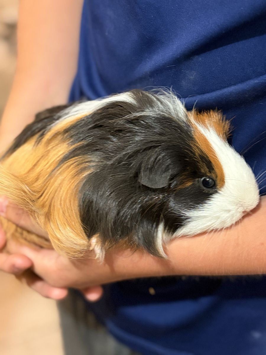 Female guinea pig