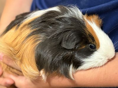 Female guinea pig