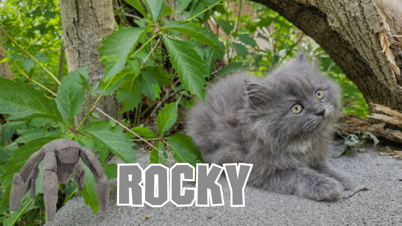 SUMMER BUDDY Adorable PERDOLL designer breed kittens (Persian & Ragdoll, or “Rag-a-Per”).