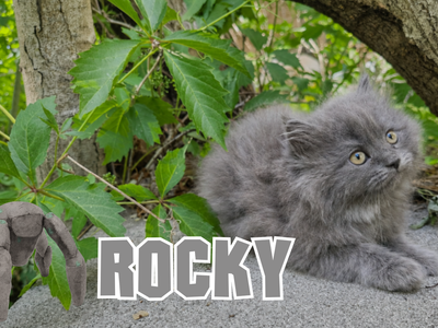 SUMMER BUDDY Adorable PERDOLL designer breed kittens (Persian & Ragdoll, or “Rag-a-Per”).