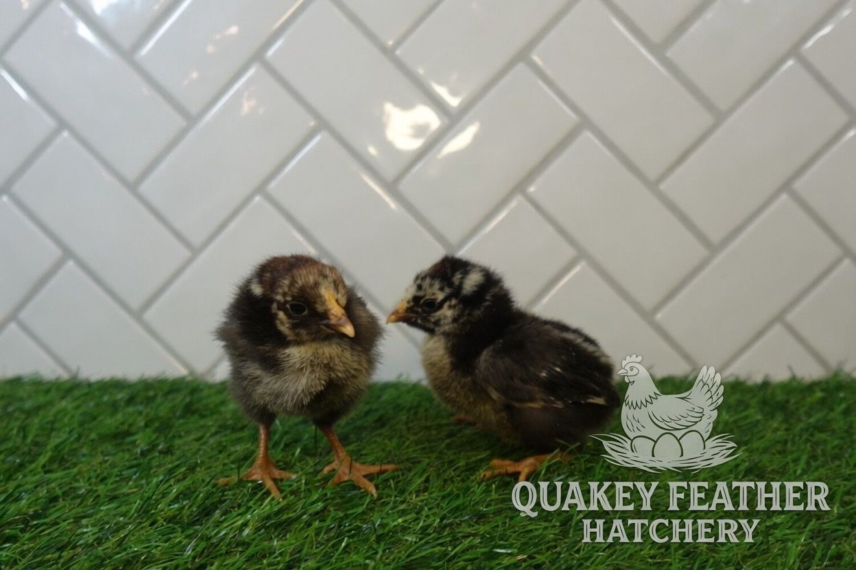 Silver Laced Wyandotte Chicks