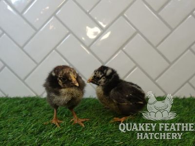 Silver Laced Wyandotte Chicks