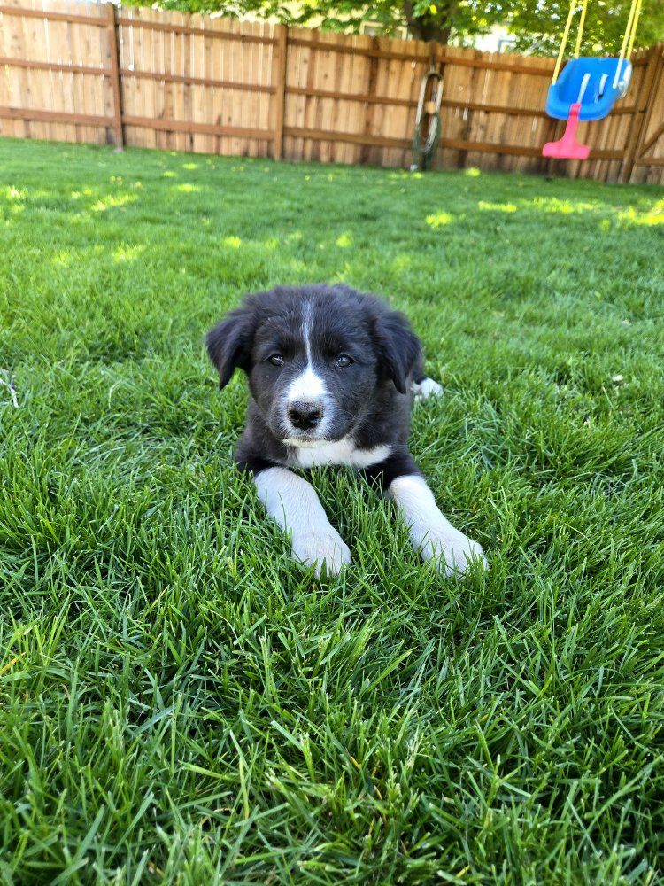 Adorable Border Collie Puppies