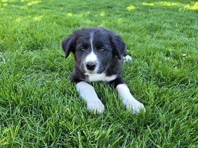 Adorable Border Collie Puppies