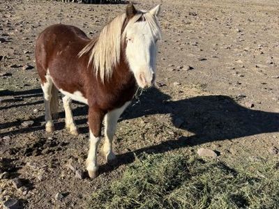 Beautiful Pony Gelding