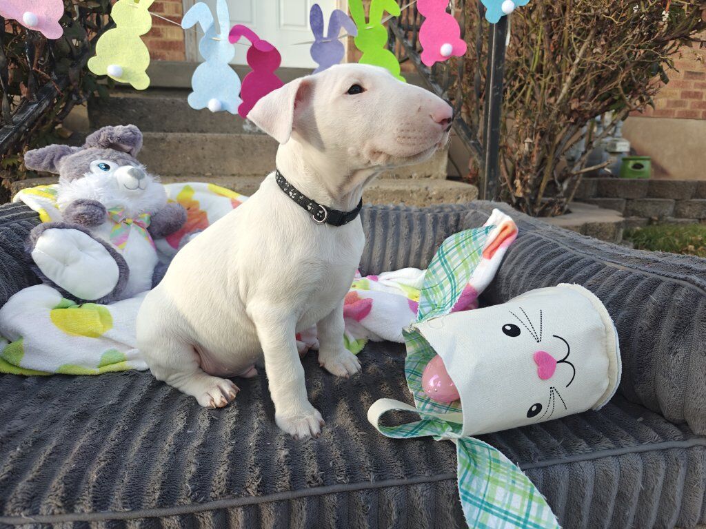 AKC REGISTERED PUREBRED! Bull Terrier puppies