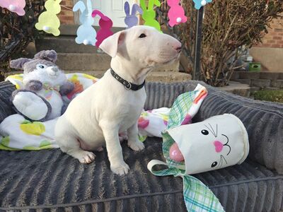 AKC REGISTERED PUREBRED! Bull Terrier puppies