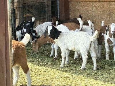Boer Goats