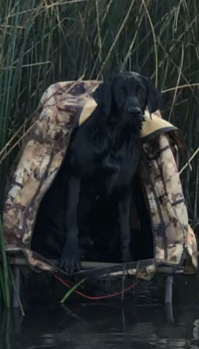 AKC Labrador Retriever Puppies - Black & Chocolate Litter