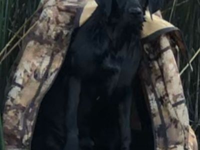 AKC Labrador Retriever Puppies - Black & Chocolate Litter