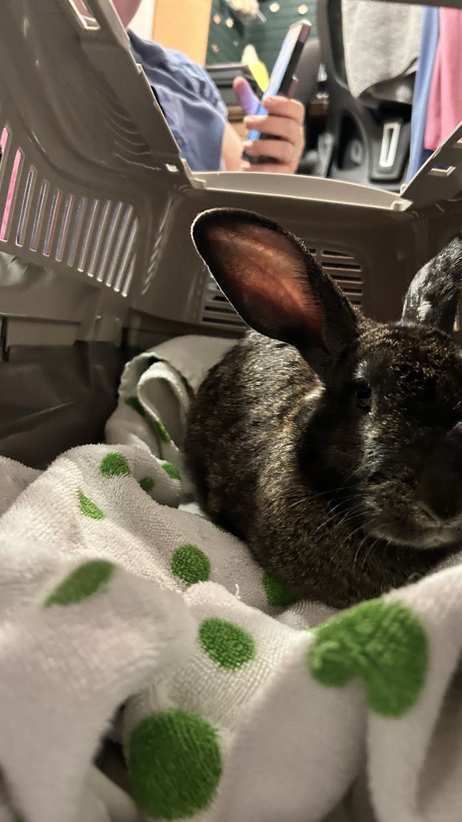 BUNNY RABBIT found outside in millcreek/holladay