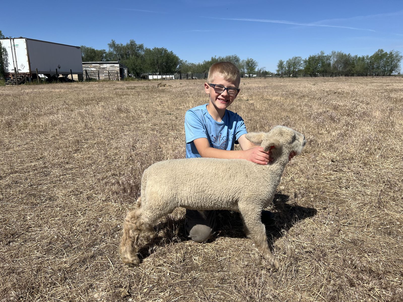 Peewee club lamb/ babydoll/southdown/market lamb