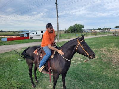 14 year old mare