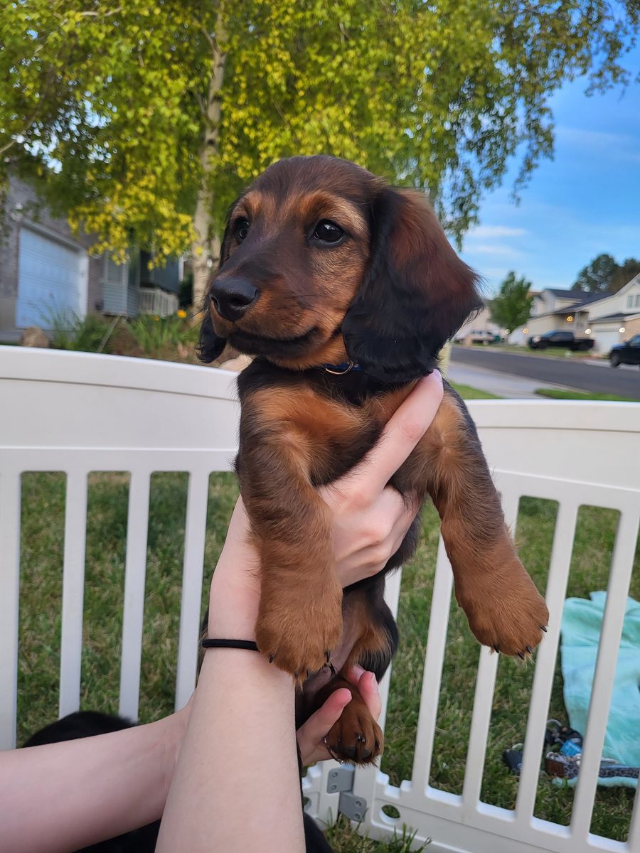 Long-haired mini dachshund