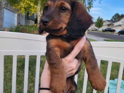 Long-haired mini dachshund