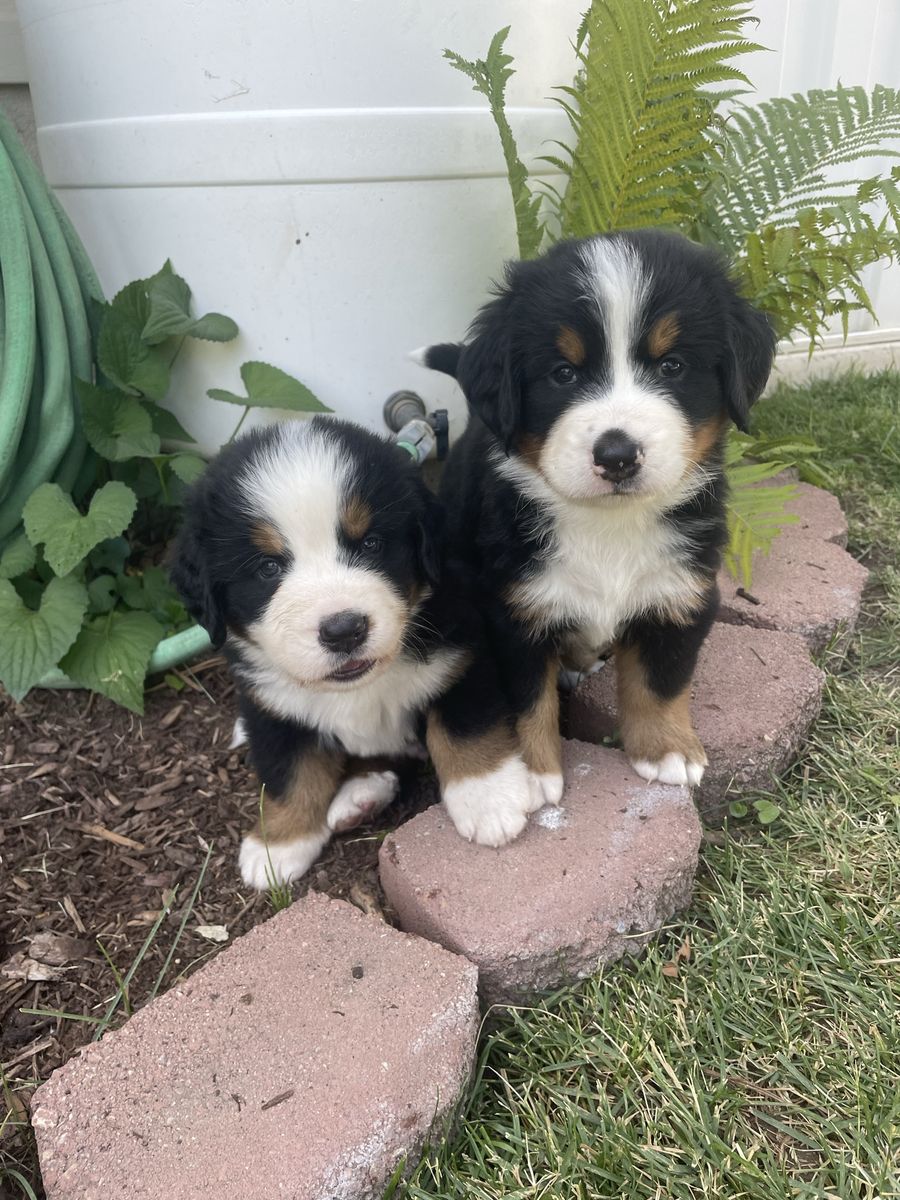 Bernese Mountain Dog Puppies ready July 9th