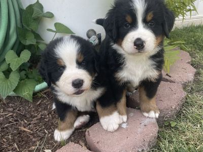 Bernese Mountain Dog Puppies ready July 9th
