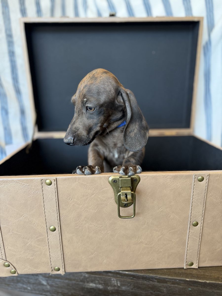 Mini dachshund puppies